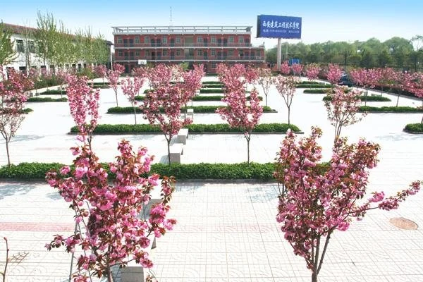 樱花停车场